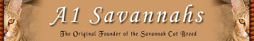 A1 Savannahs Cattery | USDA licensed, registered with TICA and accredited by the Feline Conservation Federation.